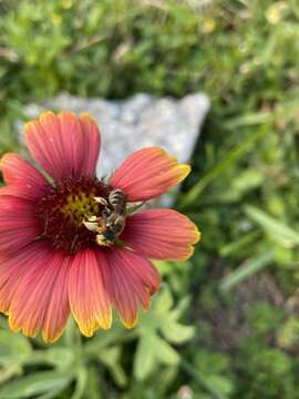 Image of White-footed Leaf-cutter Bee