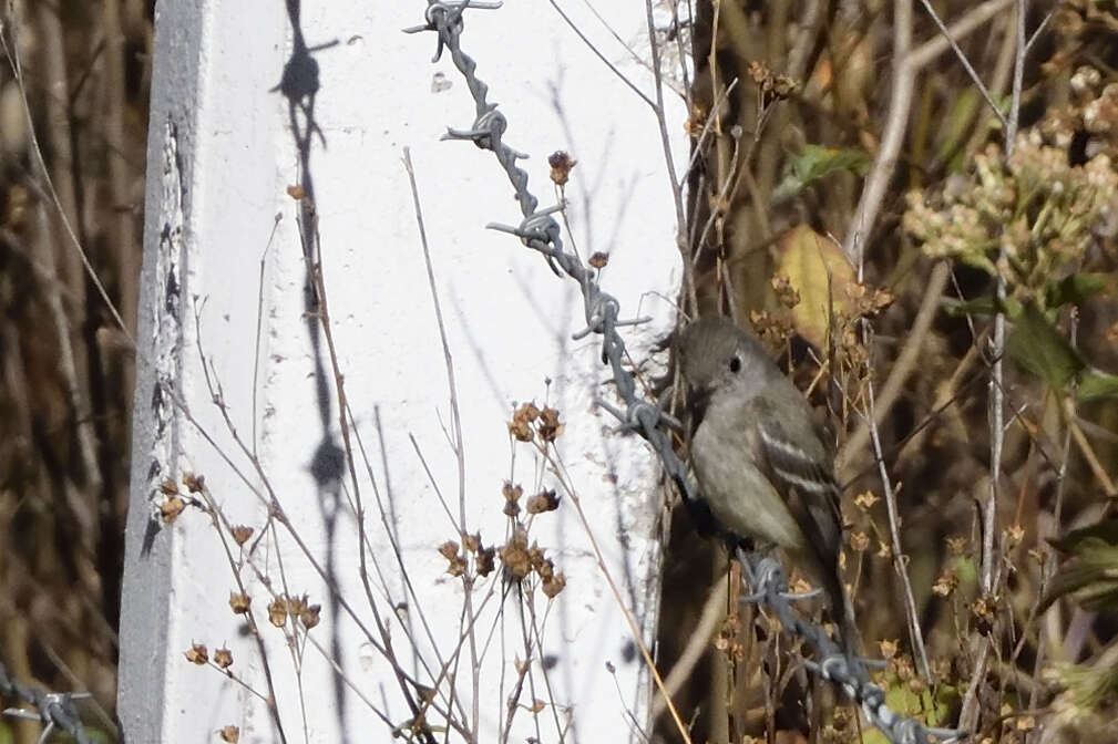 Empidonax hammondii (Xántus 1858)的圖片