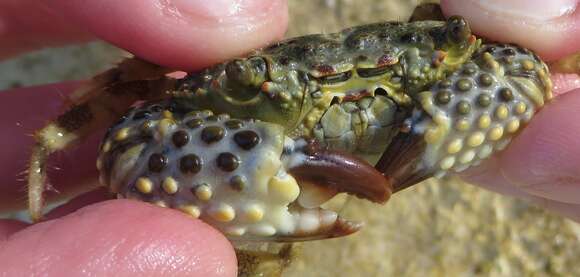 Image of warty crab