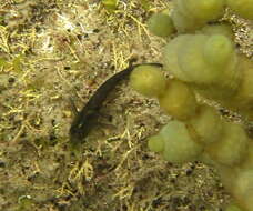 Image of Common Triplefin