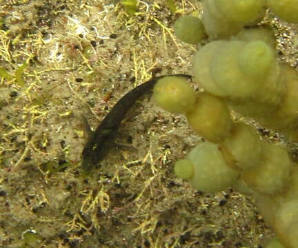 Image of Common Triplefin