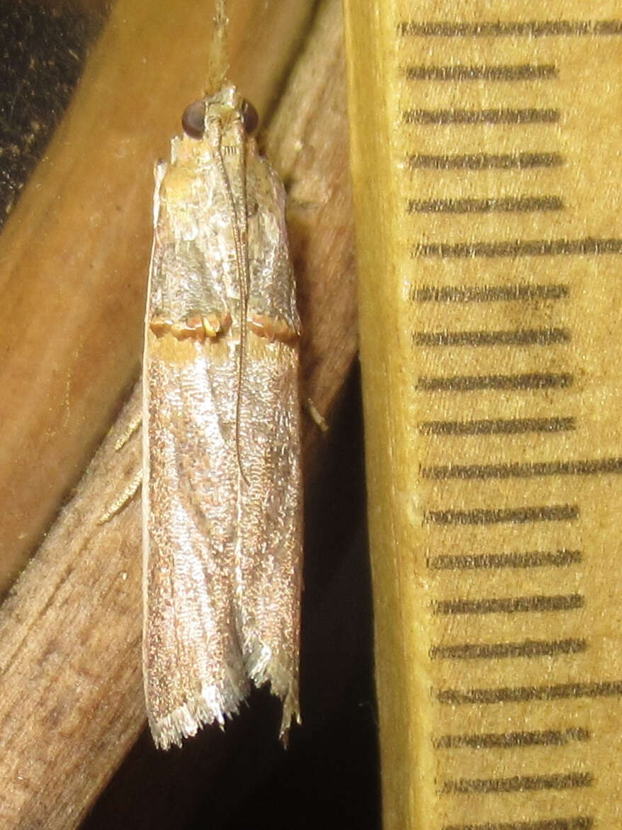 Image of Moth