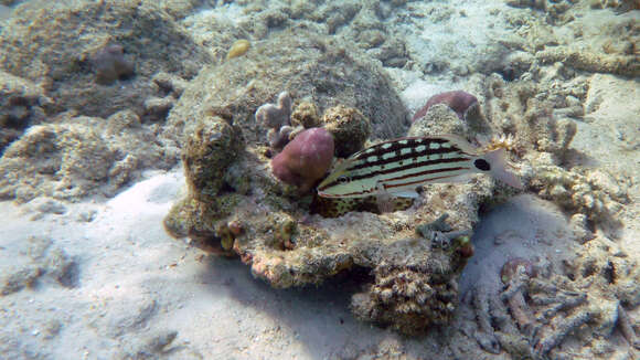 Image of Checkered Seaperch