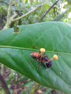 Image of Ophiocordyceps lloydii (H. S. Fawc.) G. H. Sung, J. M. Sung, Hywel-Jones & Spatafora 2007