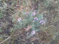 Plancia ëd Oxytropis sordida