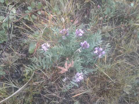 Sivun Oxytropis sordida kuva