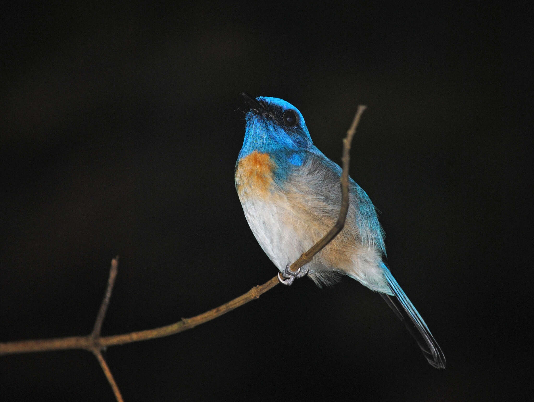 Image of Malaysian Blue Flycatcher