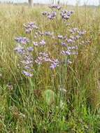 Plancia ëd Limonium alutaceum (Stev.) O. Kuntze