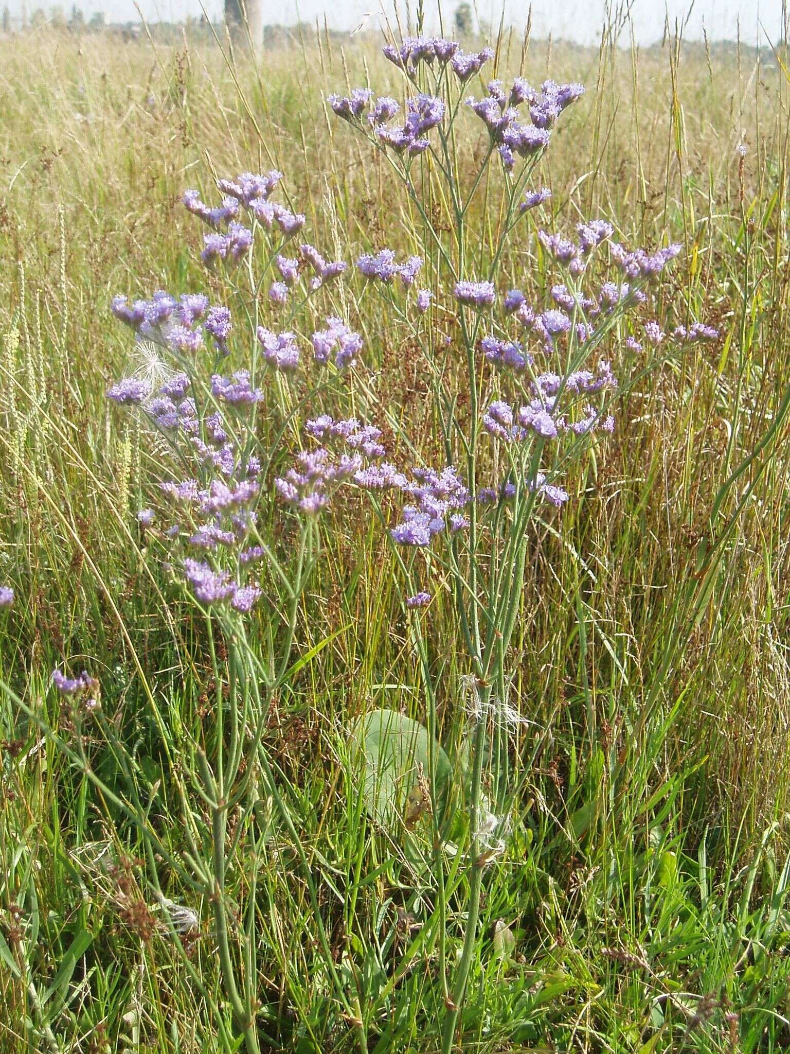 Plancia ëd Limonium alutaceum (Stev.) O. Kuntze