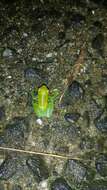 Image of Orinoco lime treefrog