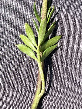 Image of Richardson's Bittercress