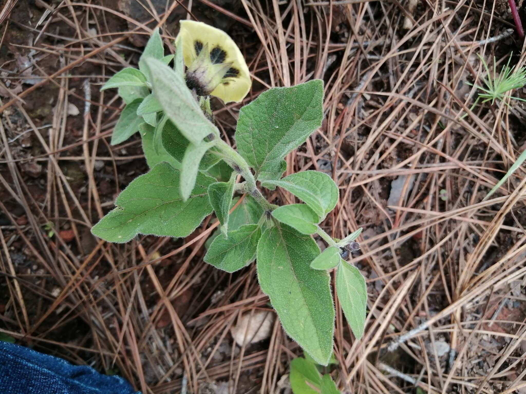 Image de Physalis orizabae Dun.