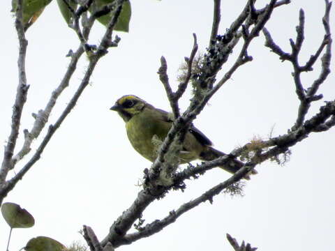 Plancia ëd Atlapetes citrinellus (Cabanis 1883)