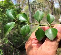 Plancia ëd Strychnos psilosperma F. Müll.