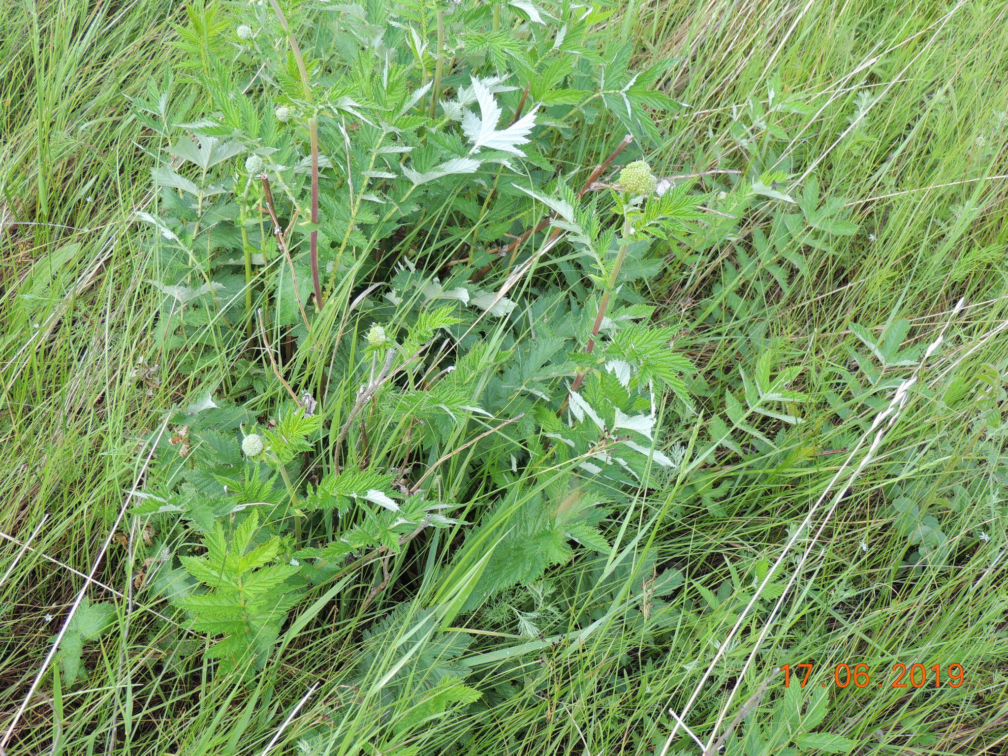 Image of Filipendula stepposa Juzepczuk