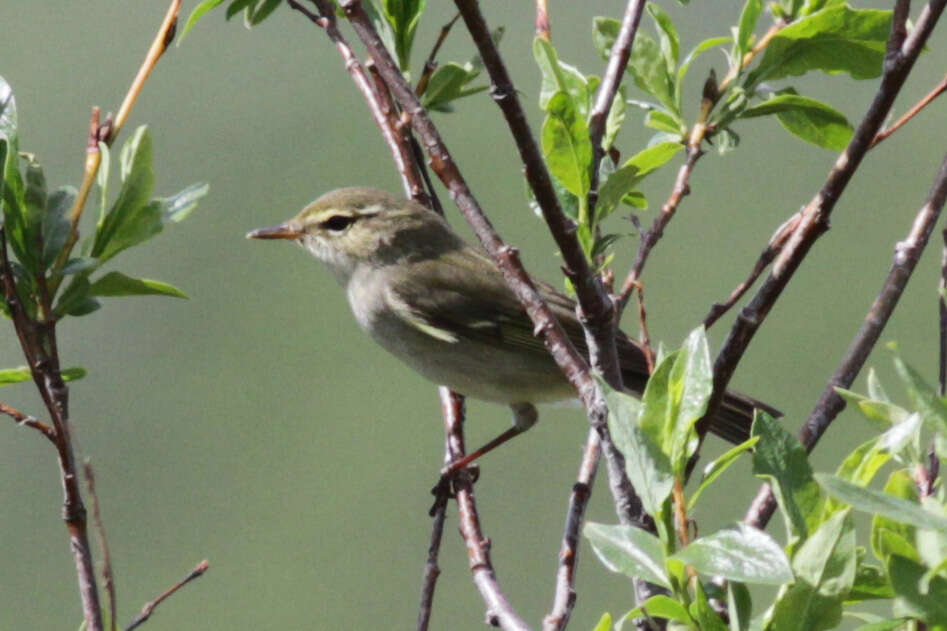 Imagem de Phylloscopus borealis (Blasius & JH 1858)