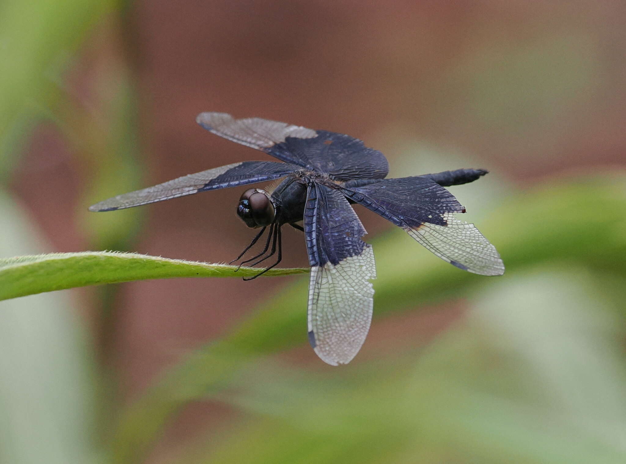 Image of Rhyothemis braganza Karsch 1890