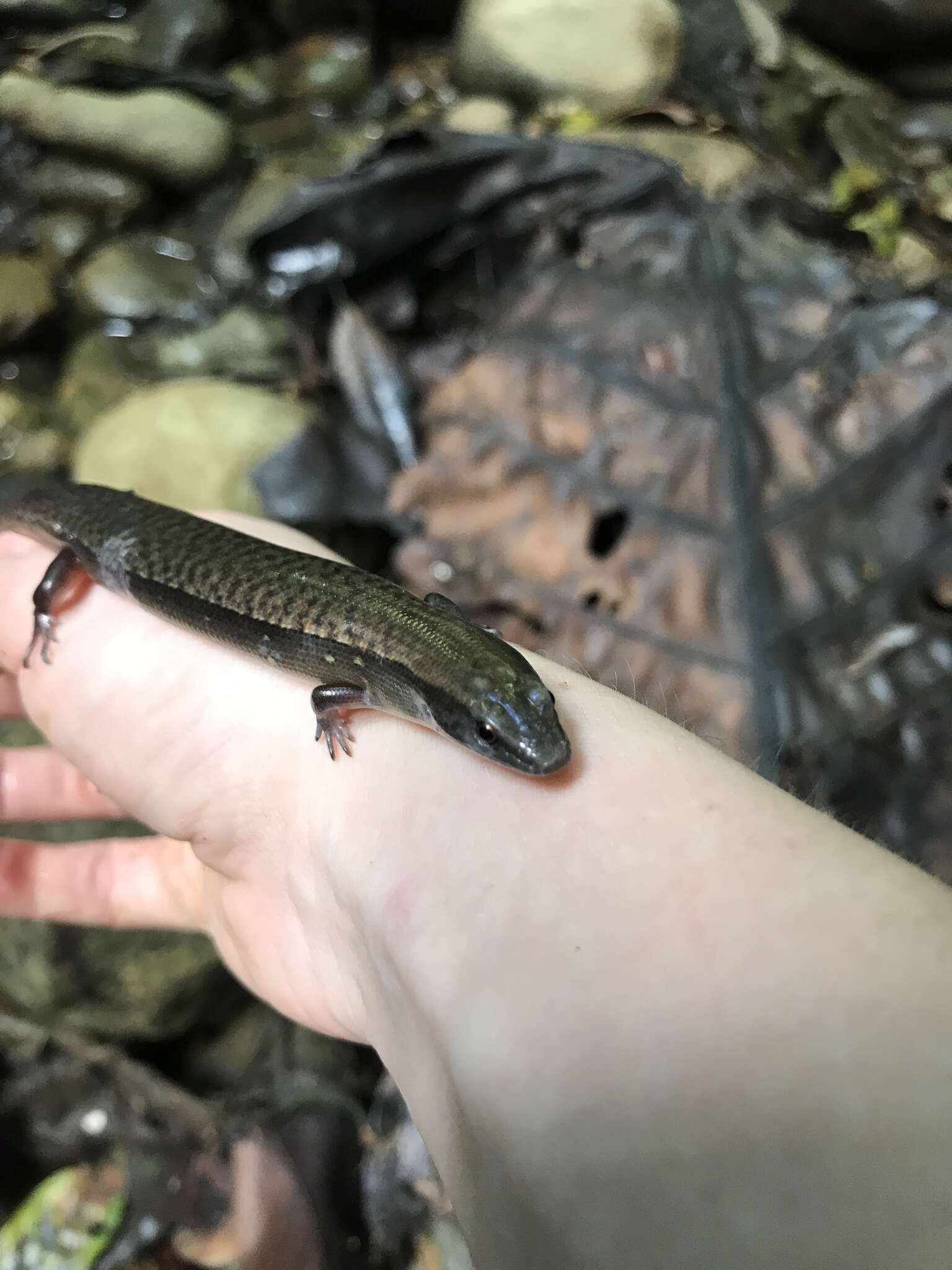 Image de Diploglossus bilobatus