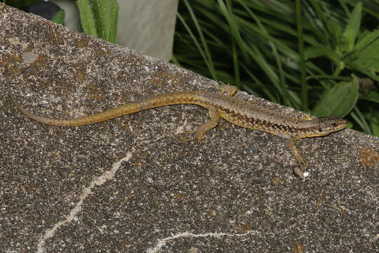 صورة Podarcis muralis maculiventris (Werner 1891)