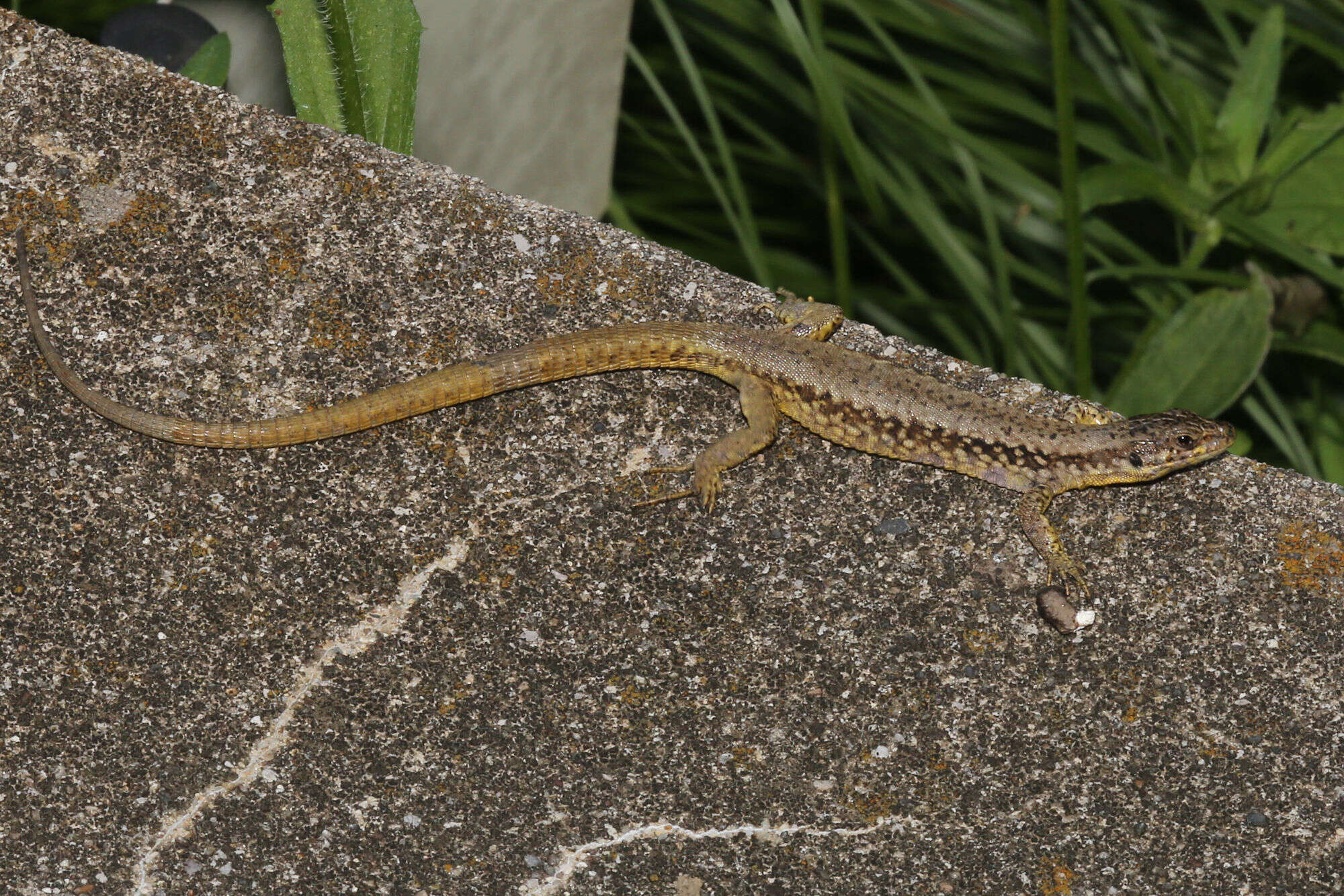 Imagem de Podarcis muralis maculiventris (Werner 1891)