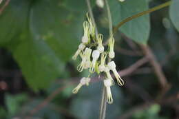 Image de Riocreuxia torulosa (E. Mey.) Decne.