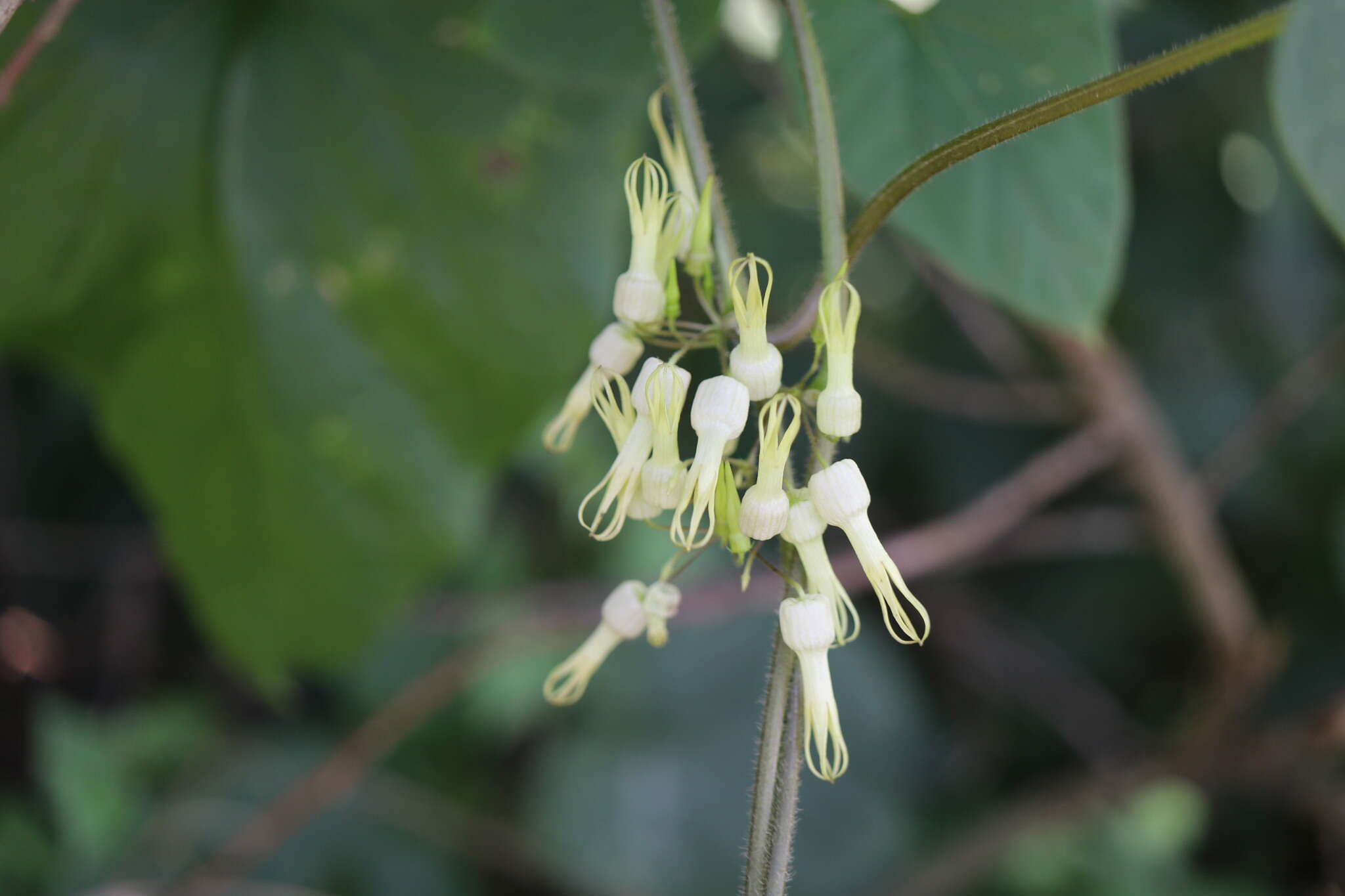 Image de Riocreuxia torulosa (E. Mey.) Decne.