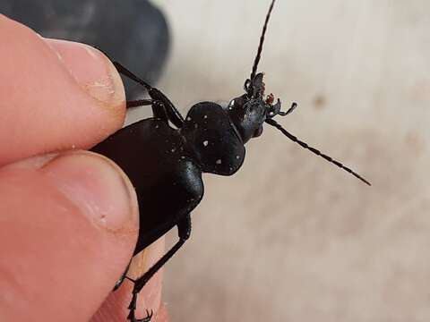 Imagem de Calosoma (Carabosoma) prominens Le Conte 1853