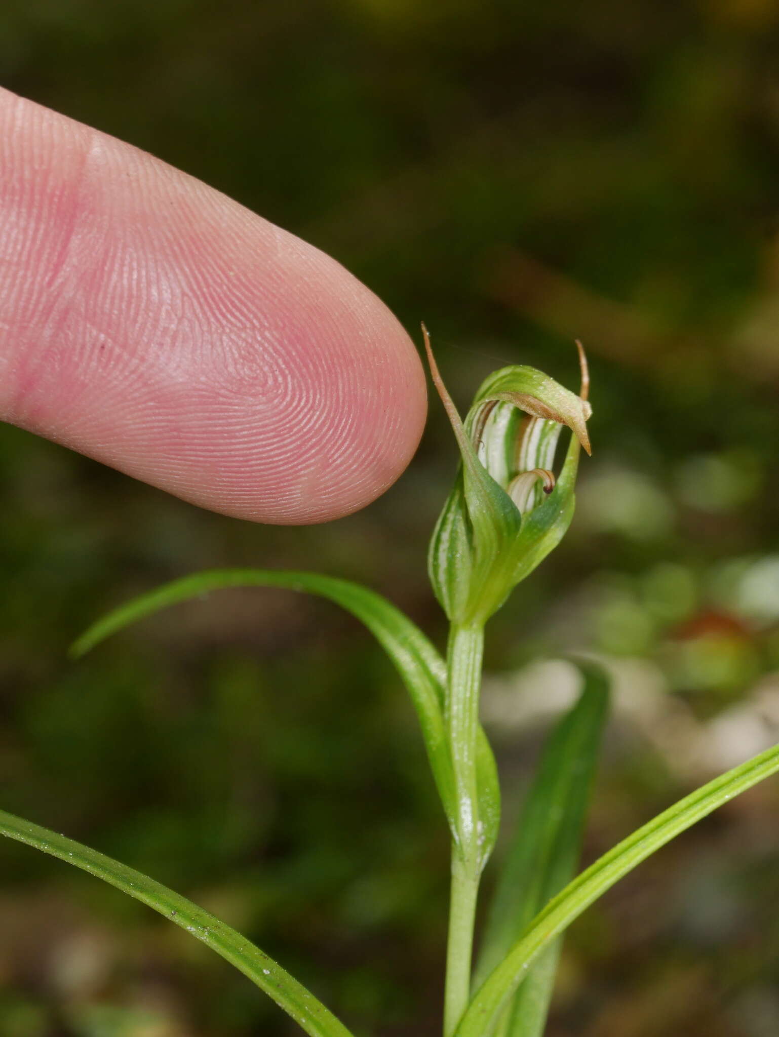 Image of Pterostylis irsoniana Hatch