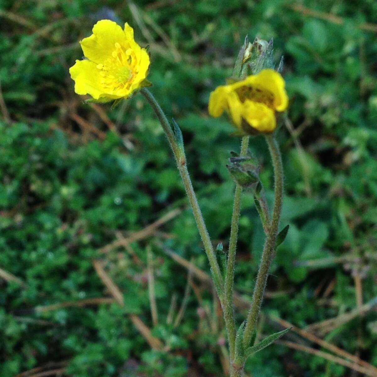 Potentilla ranunculoides Humb. & Bonpl. ex Nestl. resmi