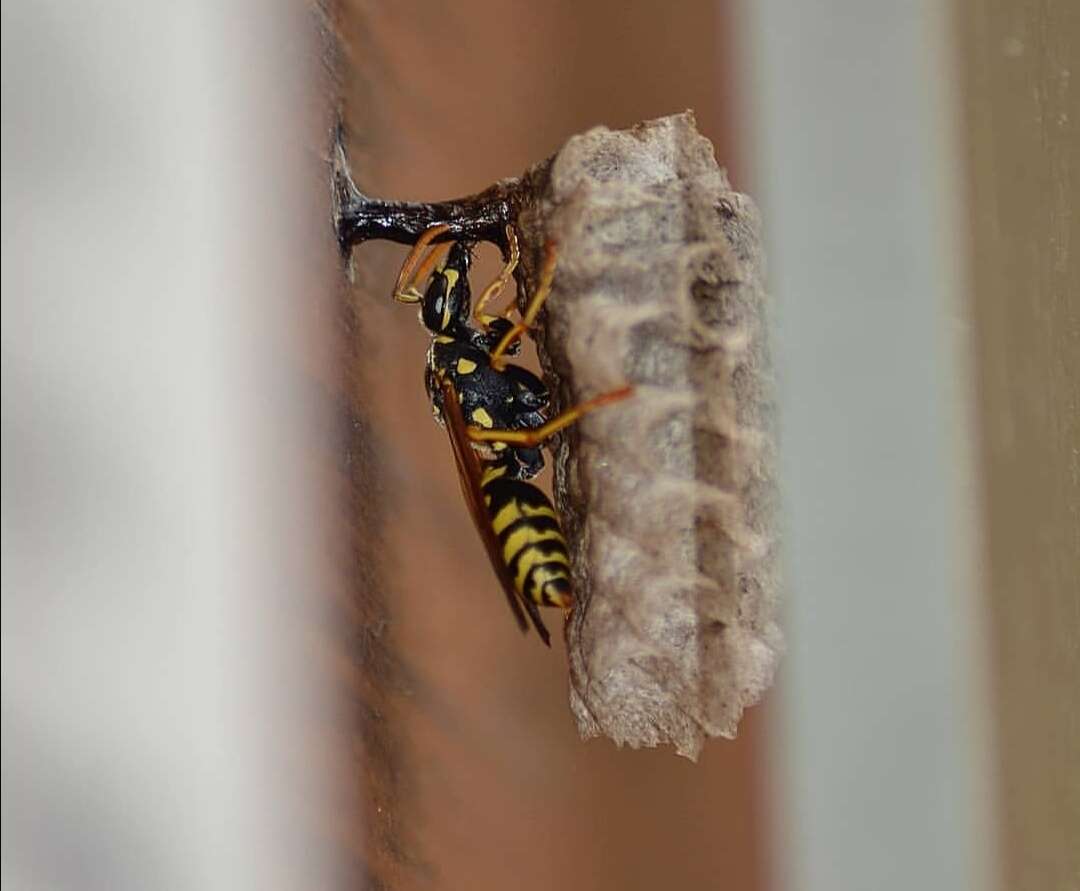 Image of Polistes associus Kohl 1898