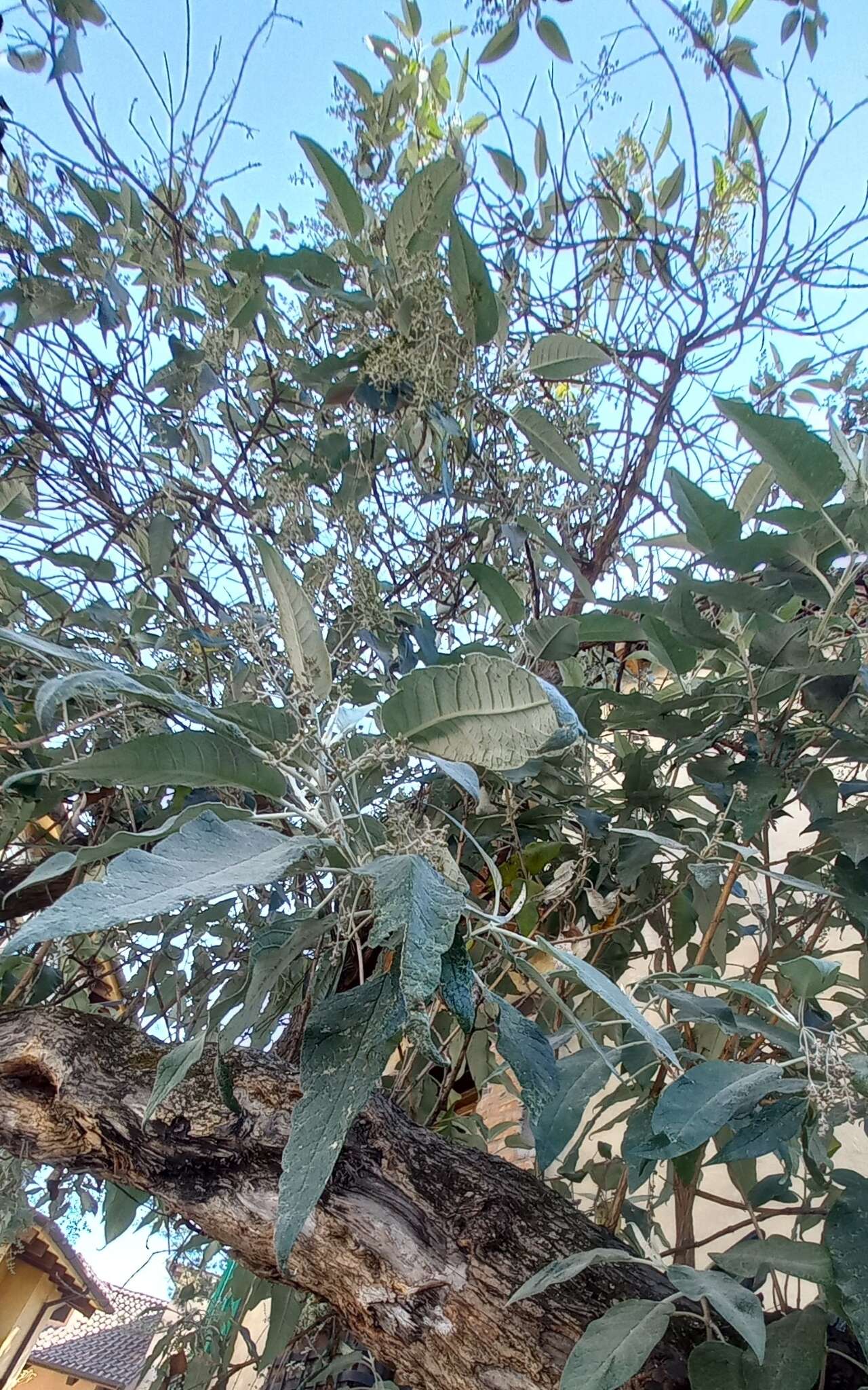 Image of Buddleja cordata subsp. cordata