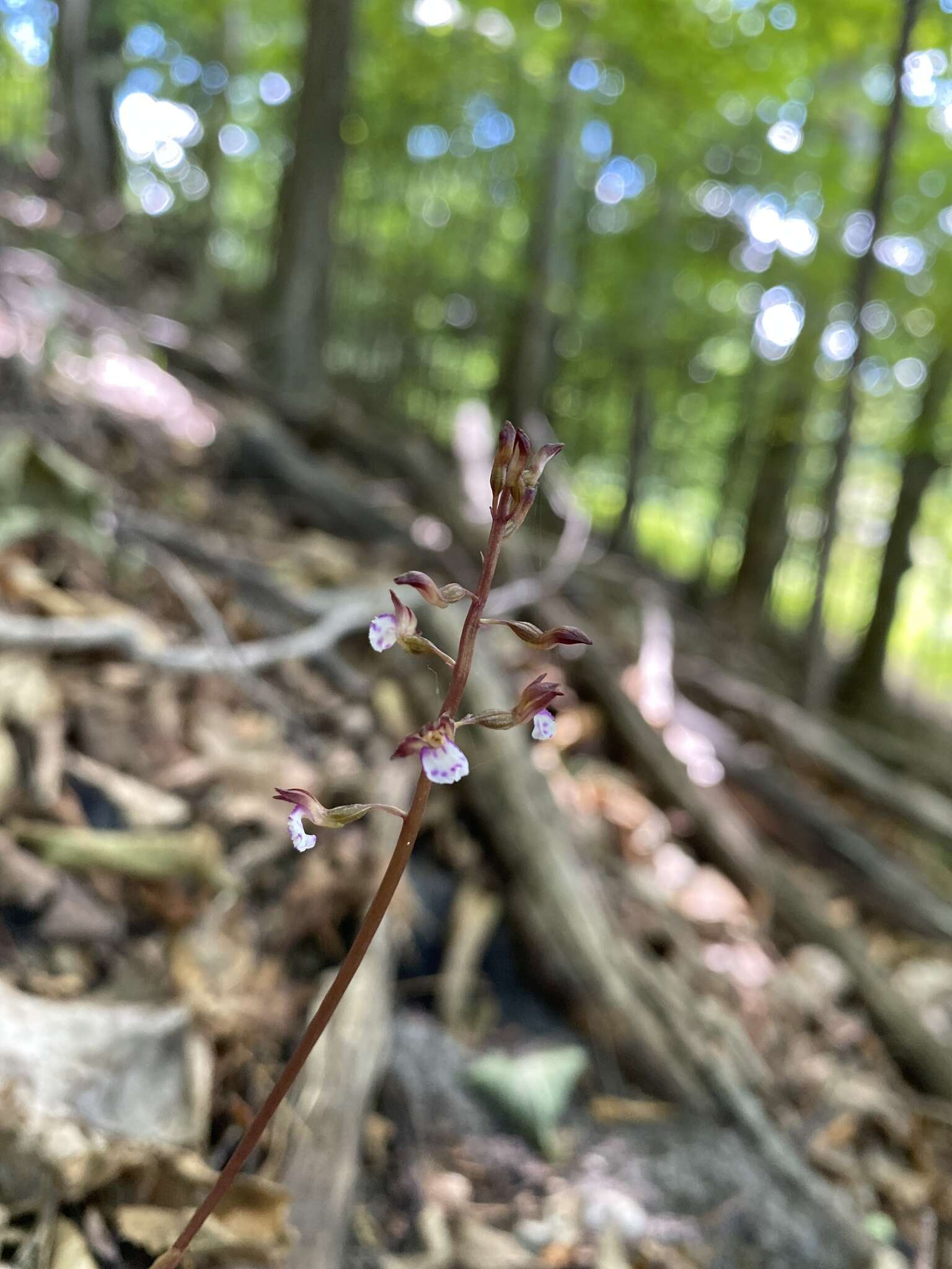 Image de Corallorhiza odontorhiza var. pringlei (Greenm.) Freudenst.