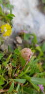 Trifolium bullatum Boiss. & Hausskn. resmi