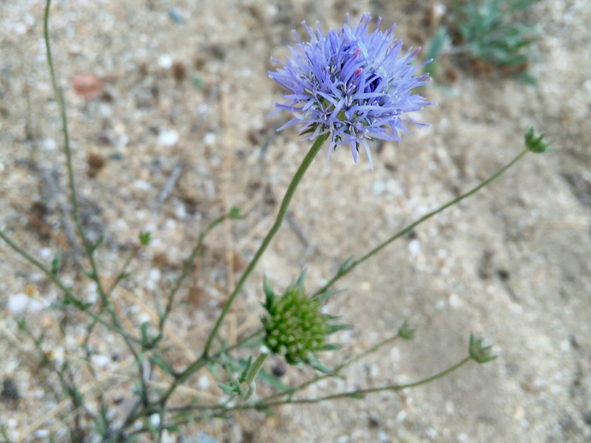 Image of Jasione heldreichii Boiss. & Orph.