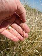 Image of spidergrass