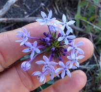 Image of Pentanisia prunelloides subsp. prunelloides