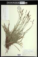 Image of fibrousroot sedge