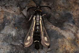 Image of Dipchasphecia iskander