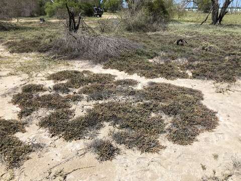 Image of Salicornia pachystachya Bunge ex Ungern-Sternb.