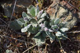 Image of flame ragwort