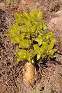 Image of Tylecodon paniculatus (L. fil.) H. Tölken