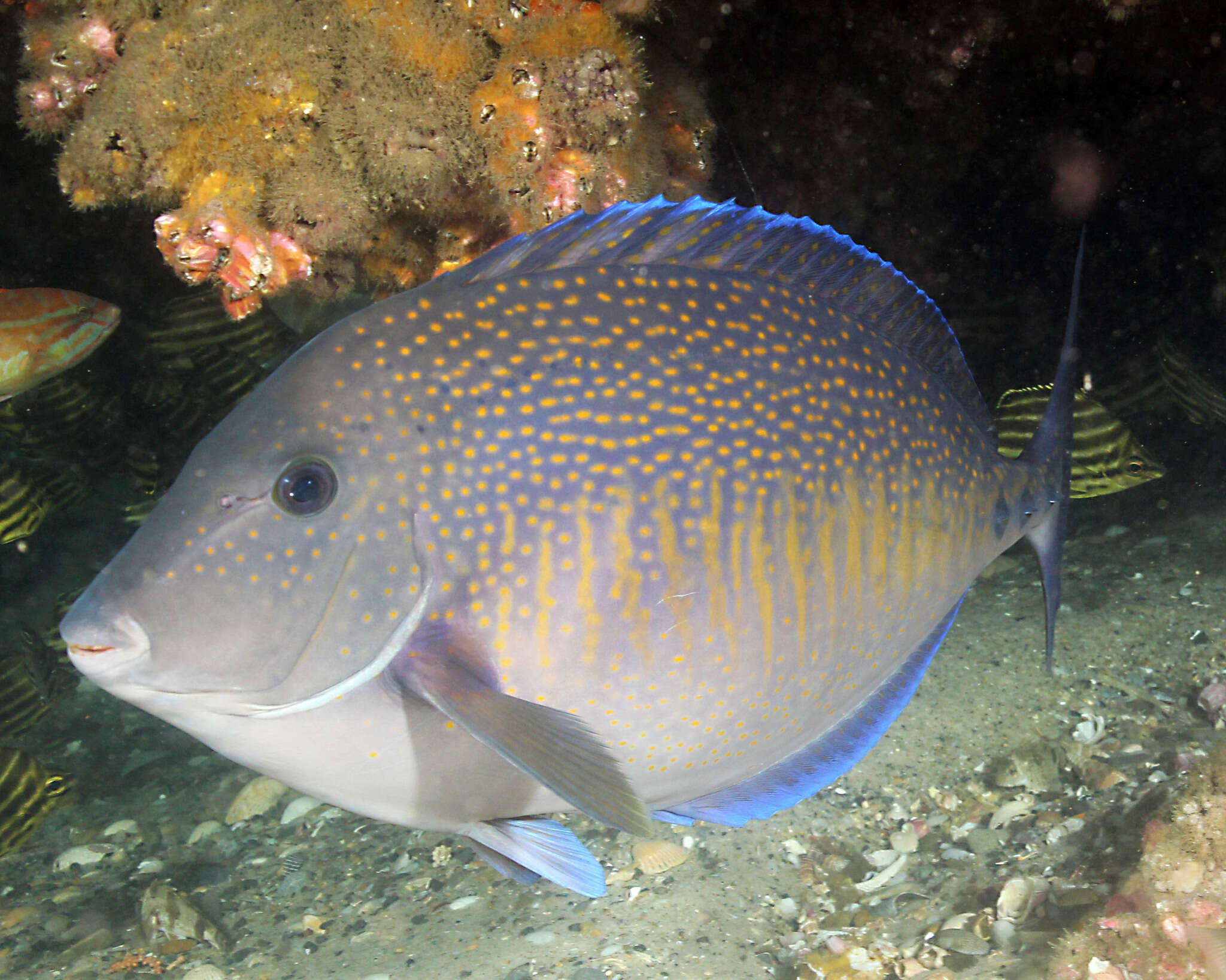 Image of Yellowspotted Sawtail