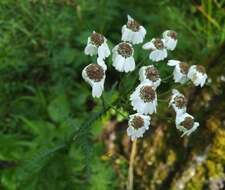 Sivun Achillea impatiens L. kuva