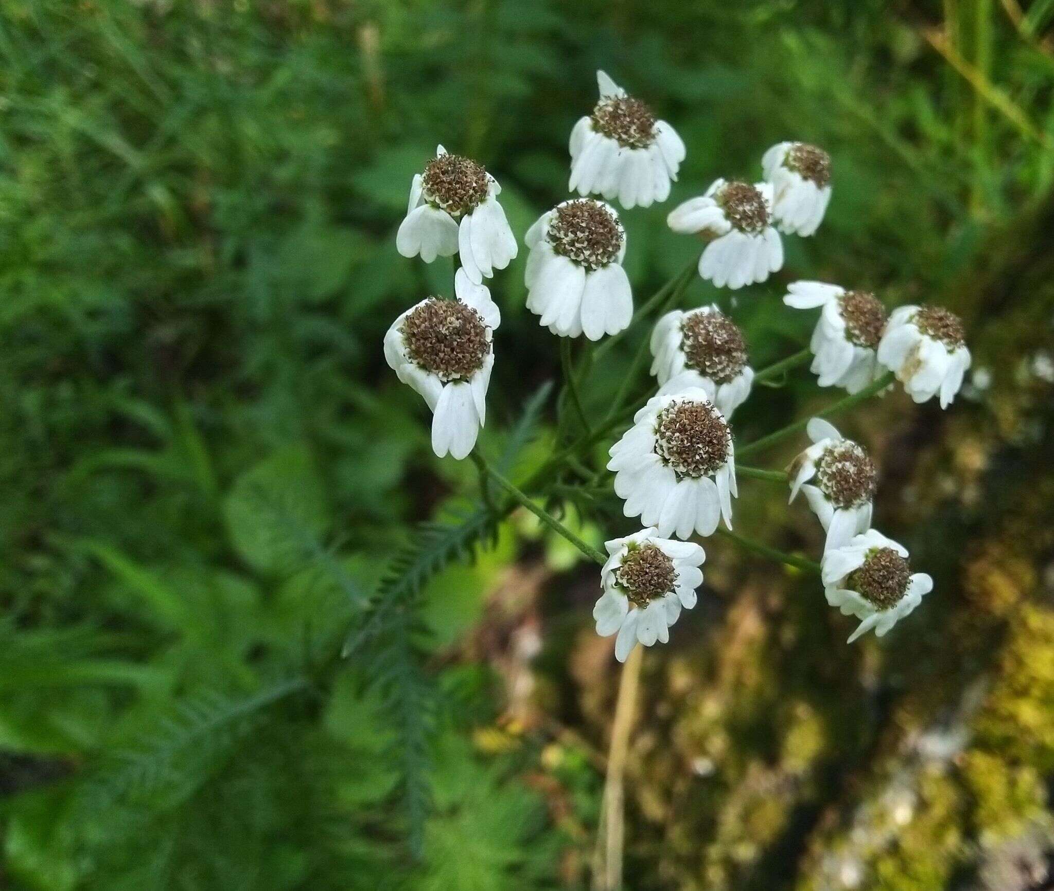 Sivun Achillea impatiens L. kuva