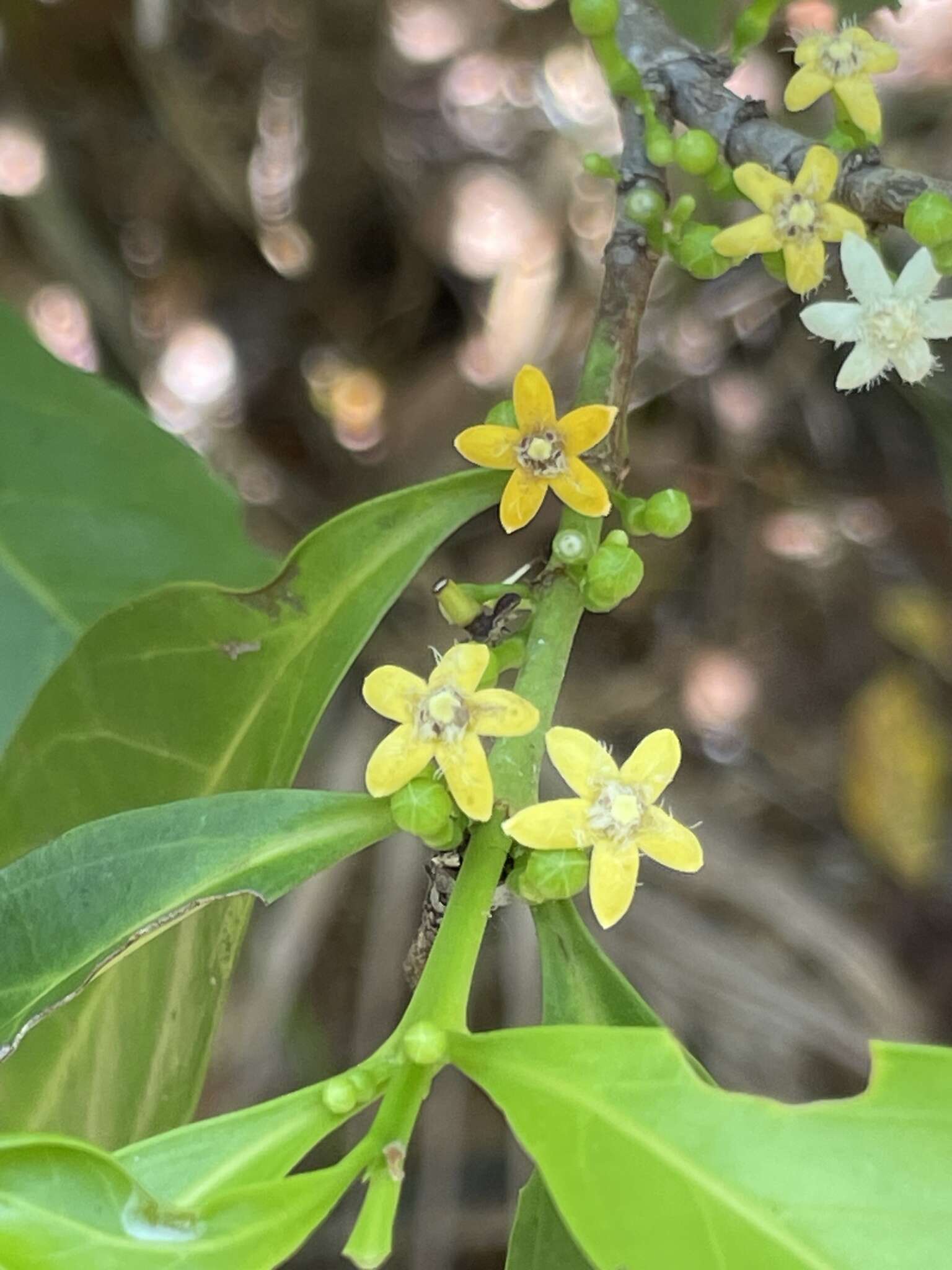 Image of Cyclophyllum schultzii (O. Schwarz) S. T. Reynolds & R. J. F. Hend.