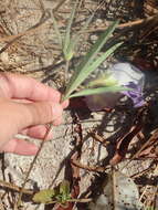 صورة Clitoria guianensis (Aubl.) Benth.