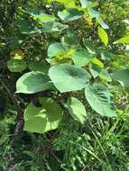 Image of Homalanthus fastuosus (Linden) Fern.-Vill.