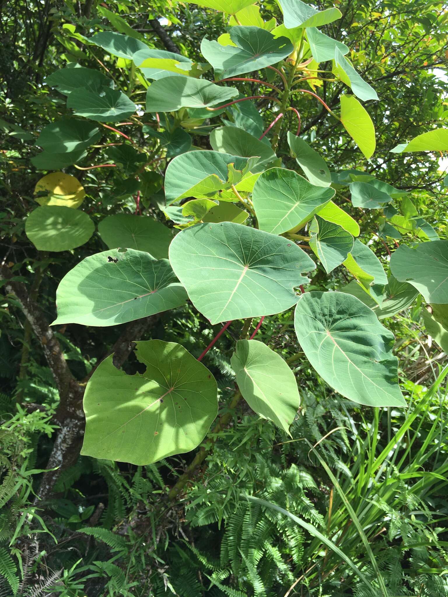 Imagem de Homalanthus fastuosus (Linden) Fern.-Vill.