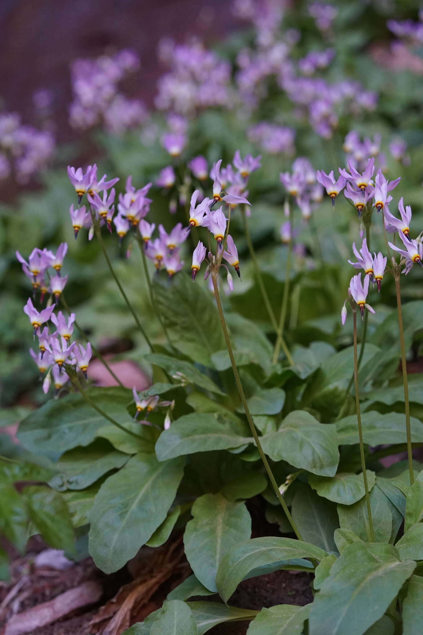 Imagem de Dodecatheon pulchellum var. zionense (Eastw.) S. L. Welsh