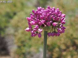 Image of Allium carmeli Boiss.